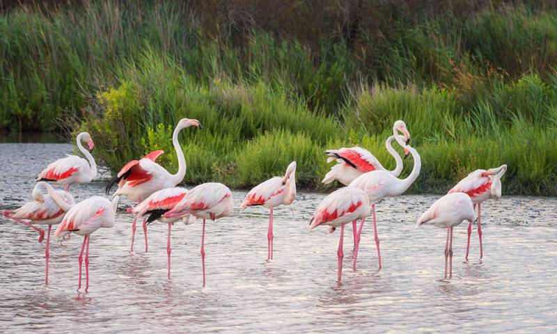 Profitez de la location du Pack VAE (Vélo électrique) + Remorque pour visiter le parque Ornithologique au Teich