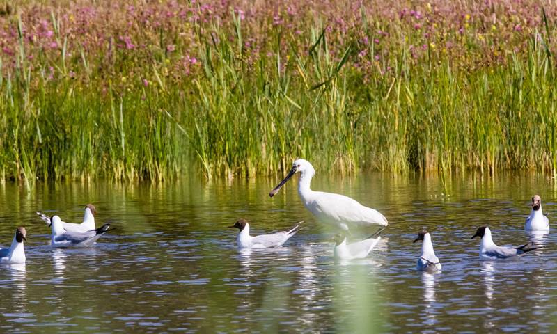 Le Teich